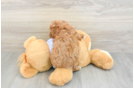Best Cavapoo Baby