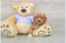 Cavapoo Puppy for Adoption