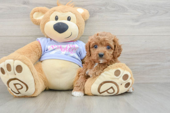 Cavapoo Puppy for Adoption