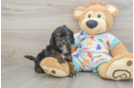 Cavapoo Pup Being Cute