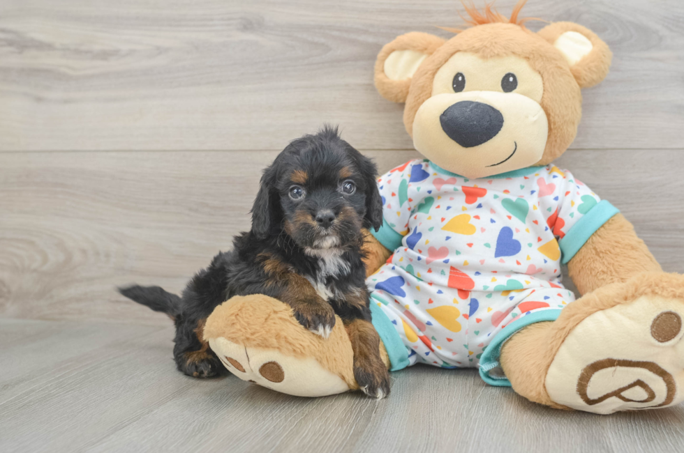 6 week old Cavapoo Puppy For Sale - Florida Fur Babies
