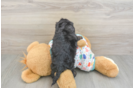 Friendly Cavapoo Baby