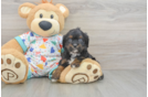 Cavapoo Puppy for Adoption