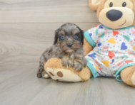8 week old Cavapoo Puppy For Sale - Florida Fur Babies