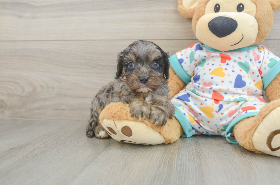 5 week old Cavapoo Puppy For Sale - Florida Fur Babies