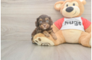 Cavapoo Pup Being Cute