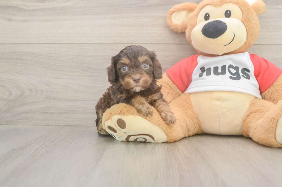 5 week old Cavapoo Puppy For Sale - Florida Fur Babies