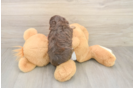 Friendly Cavapoo Baby