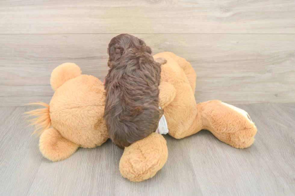 Friendly Cavapoo Baby