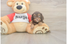 Little Cavipoo Poodle Mix Puppy