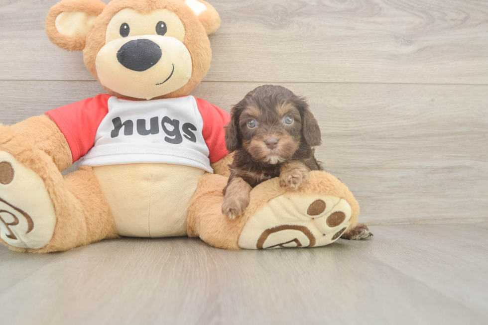 Little Cavipoo Poodle Mix Puppy