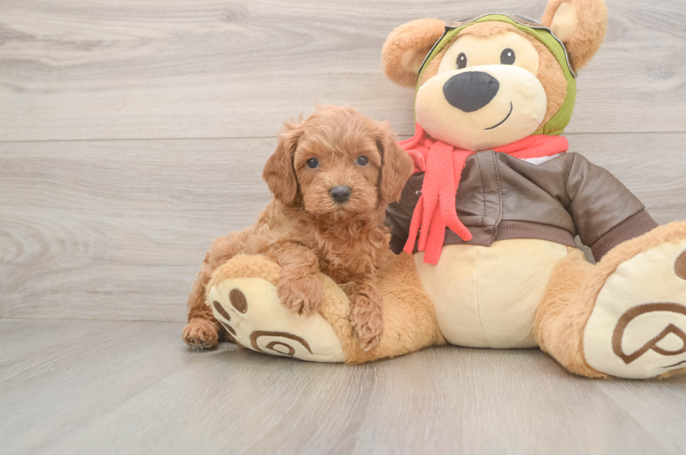 5 week old Cavapoo Puppy For Sale - Florida Fur Babies