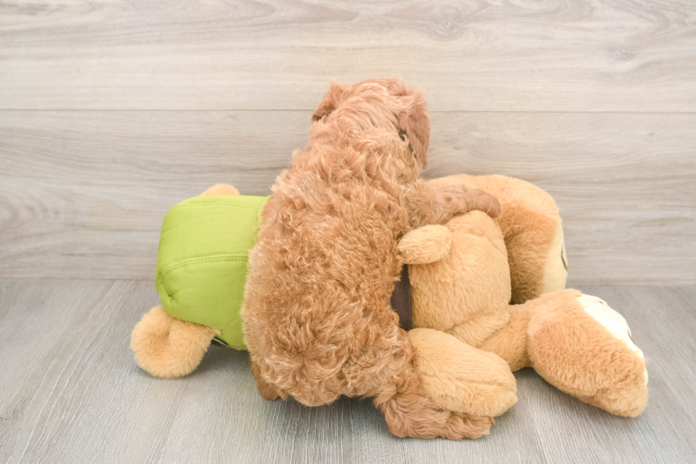 Petite Cavapoo Poodle Mix Pup