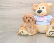 6 week old Cavapoo Puppy For Sale - Florida Fur Babies