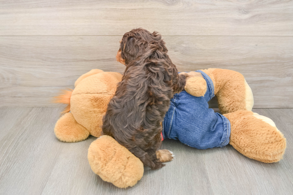 Smart Cavapoo Poodle Mix Pup