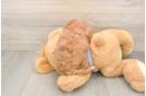 Cavapoo Pup Being Cute