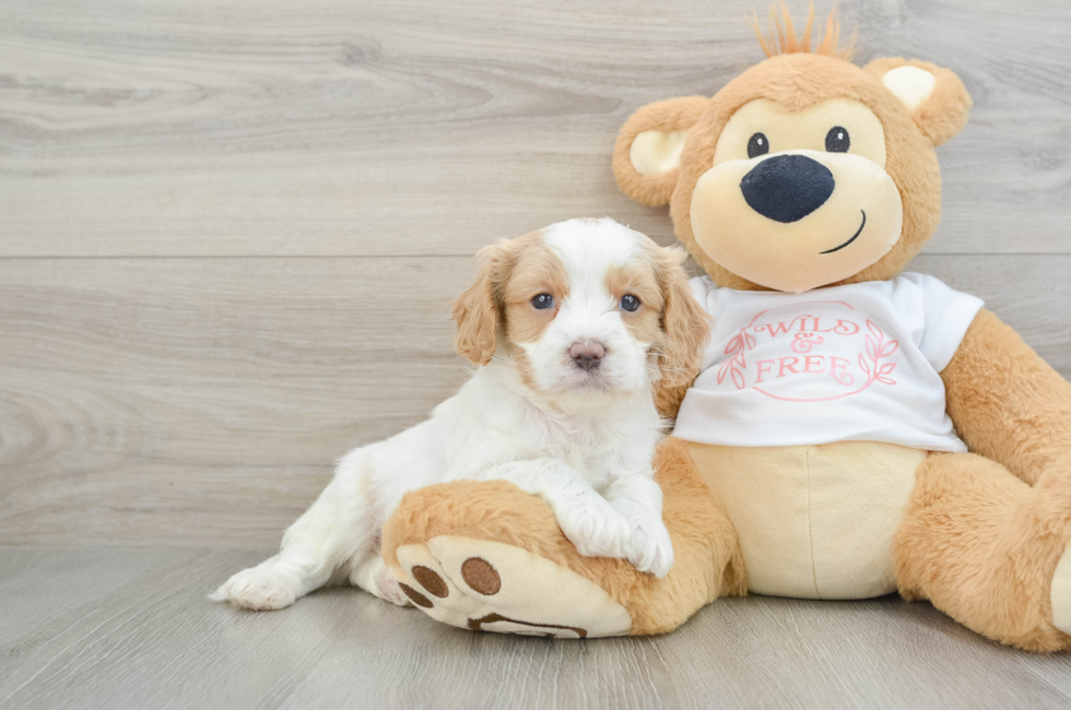 6 week old Cavapoo Puppy For Sale - Florida Fur Babies