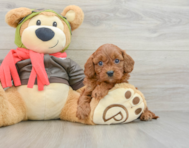 8 week old Cavapoo Puppy For Sale - Florida Fur Babies