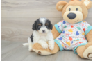 Sweet Cavapoo Baby
