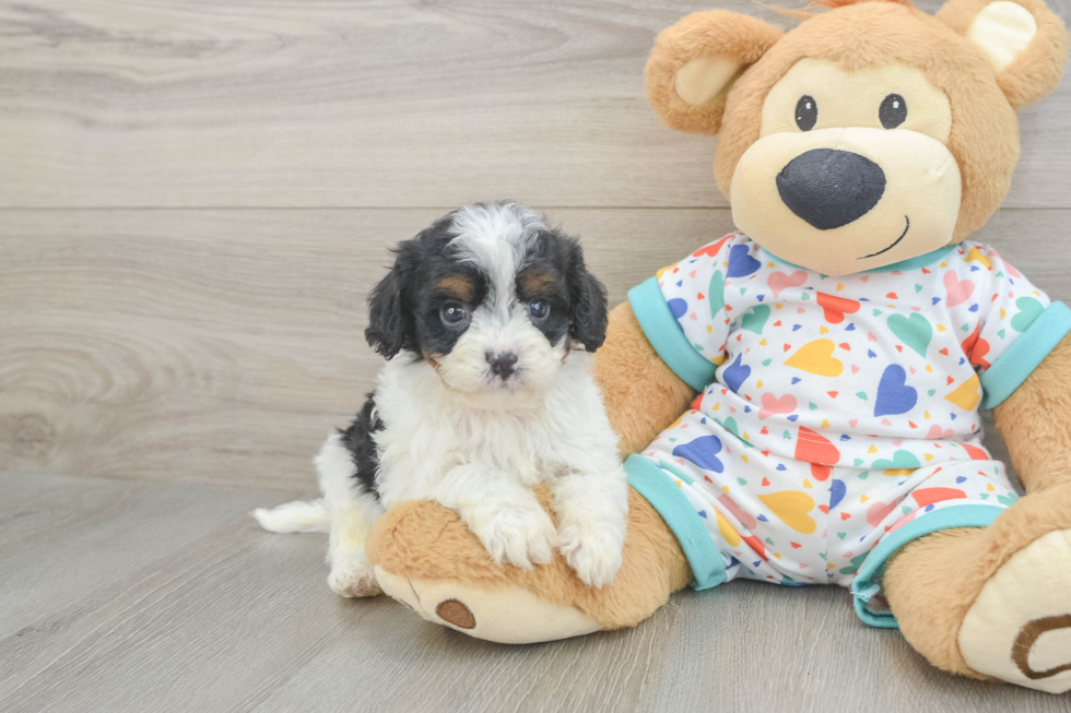 Sweet Cavapoo Baby