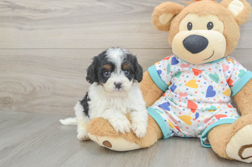 6 week old Cavapoo Puppy For Sale - Florida Fur Babies