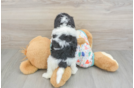 Cavapoo Puppy for Adoption