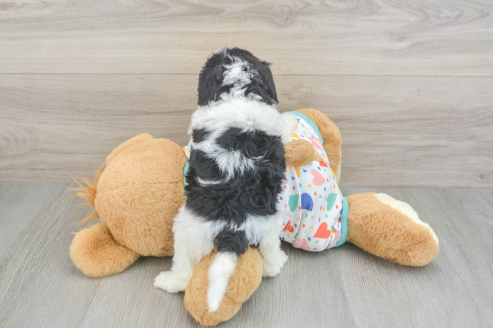 Cavapoo Puppy for Adoption