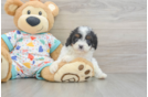 Cavapoo Pup Being Cute