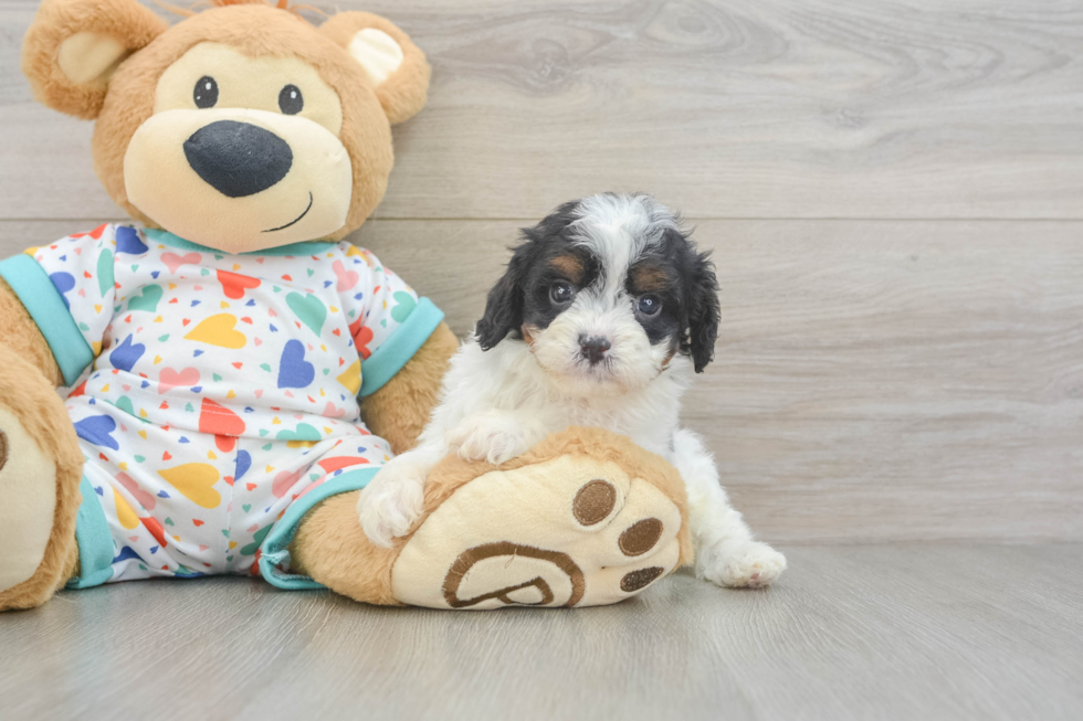 Cavapoo Pup Being Cute
