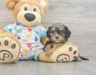 8 week old Cavapoo Puppy For Sale - Florida Fur Babies