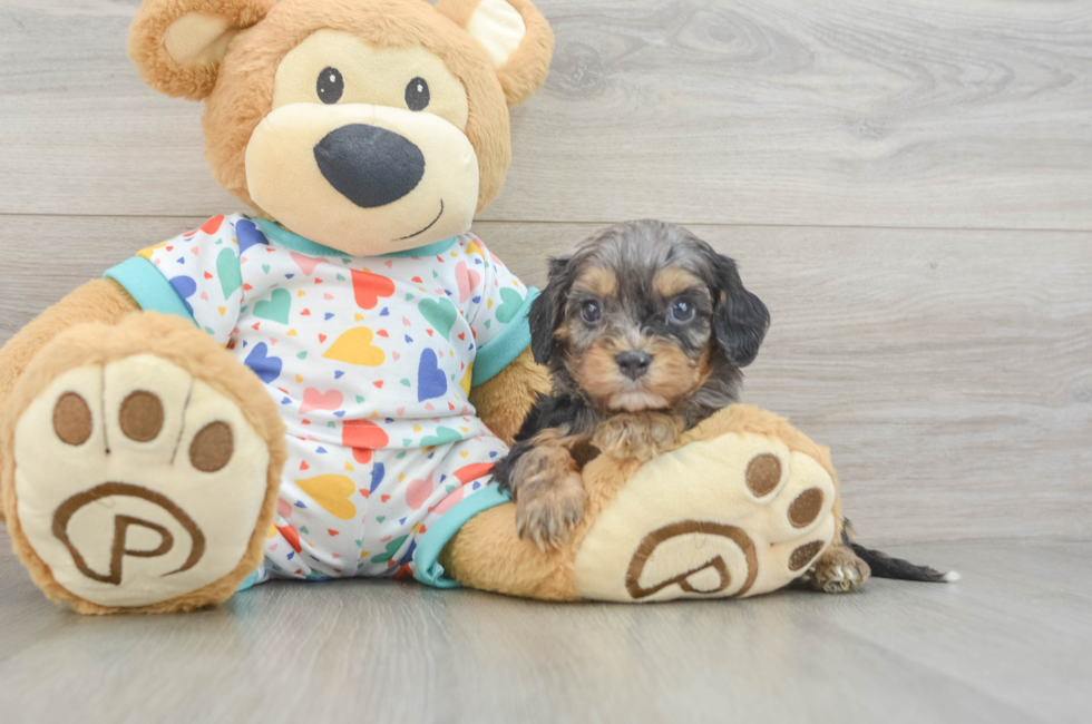 5 week old Cavapoo Puppy For Sale - Florida Fur Babies