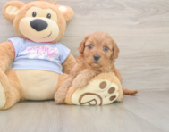 7 week old Cavapoo Puppy For Sale - Florida Fur Babies