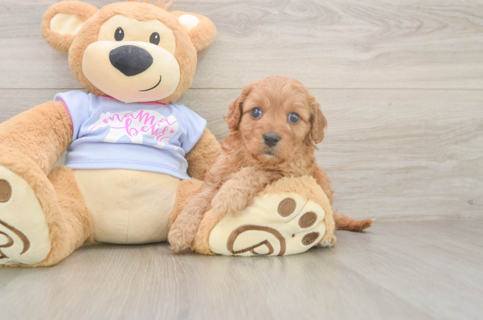 5 week old Cavapoo Puppy For Sale - Florida Fur Babies