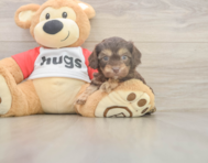 6 week old Cavapoo Puppy For Sale - Florida Fur Babies