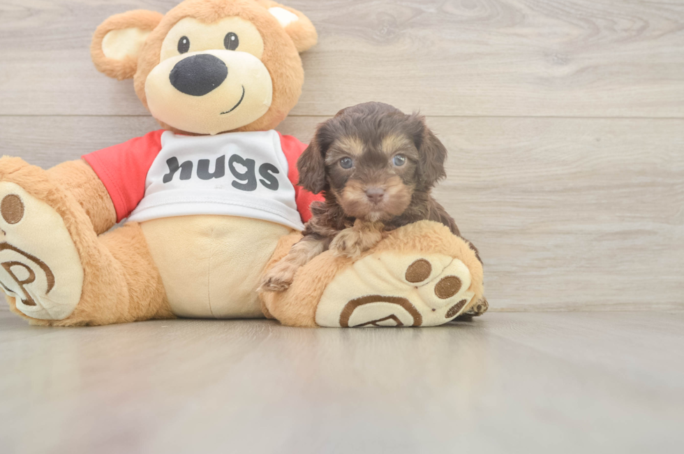 5 week old Cavapoo Puppy For Sale - Florida Fur Babies