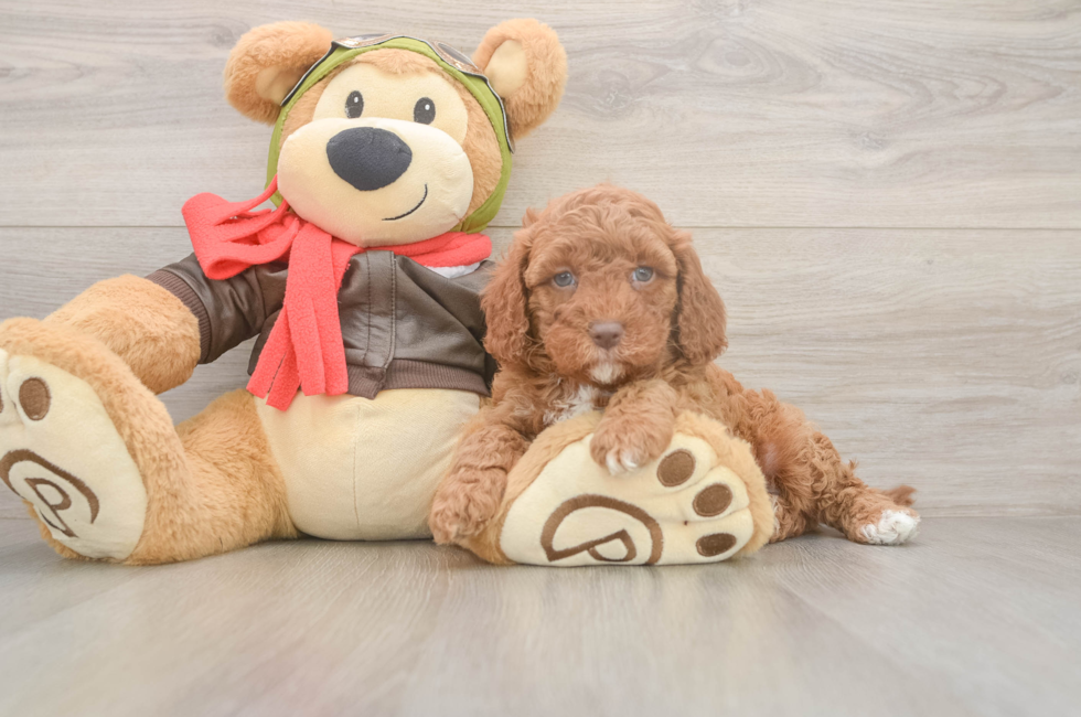 5 week old Cavapoo Puppy For Sale - Florida Fur Babies