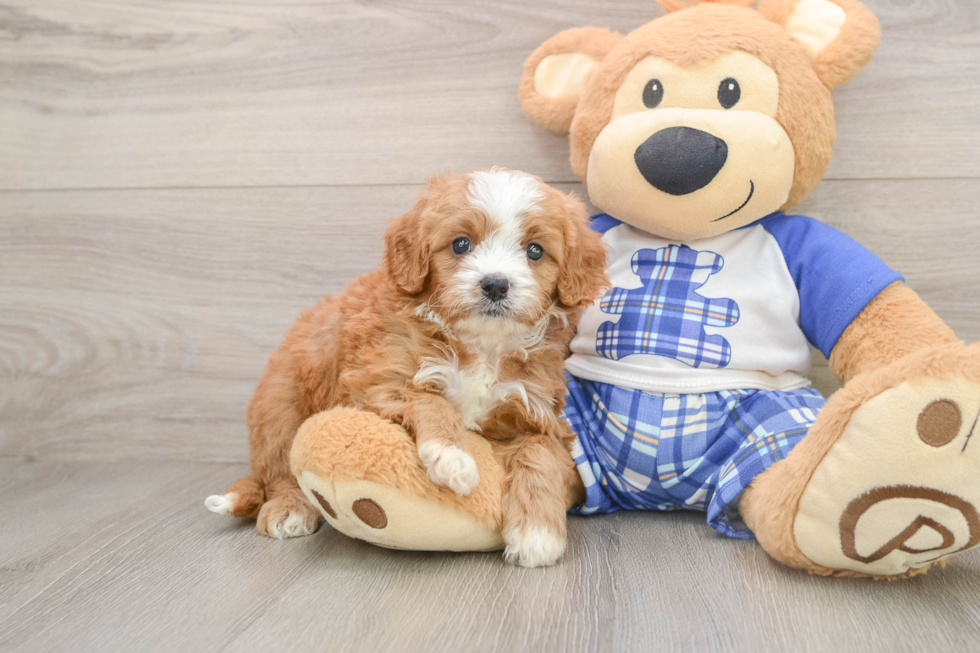 Cavapoo Puppy for Adoption