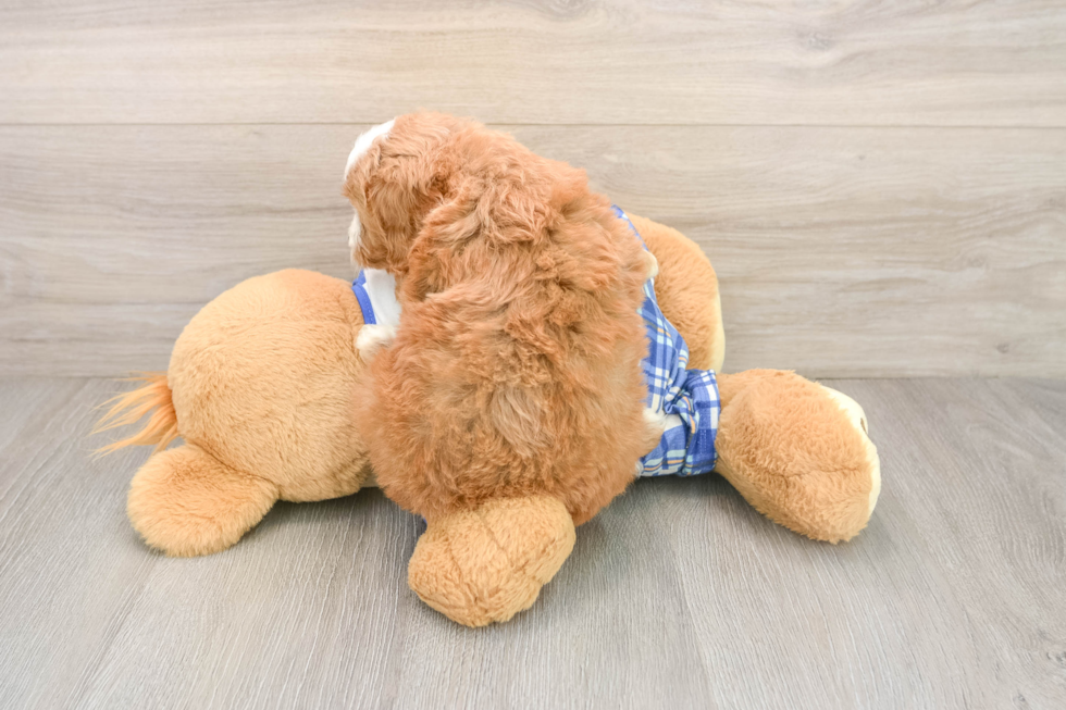 Petite Cavapoo Poodle Mix Pup