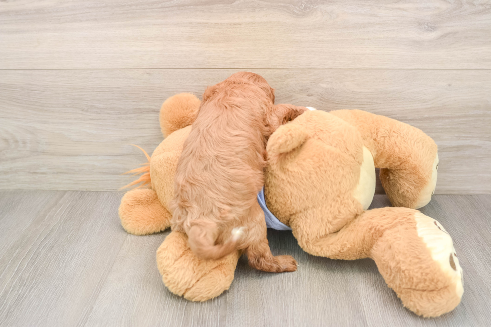 Cavapoo Pup Being Cute