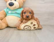 9 week old Cavapoo Puppy For Sale - Florida Fur Babies