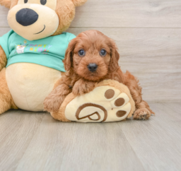 9 week old Cavapoo Puppy For Sale - Florida Fur Babies