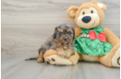 Cavapoo Puppy for Adoption