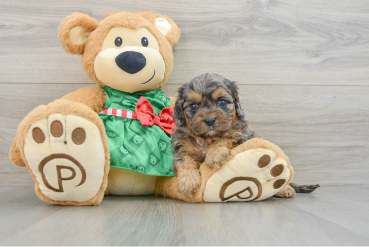 Small Cavapoo Baby