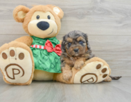 8 week old Cavapoo Puppy For Sale - Florida Fur Babies