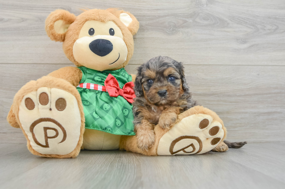 8 week old Cavapoo Puppy For Sale - Florida Fur Babies