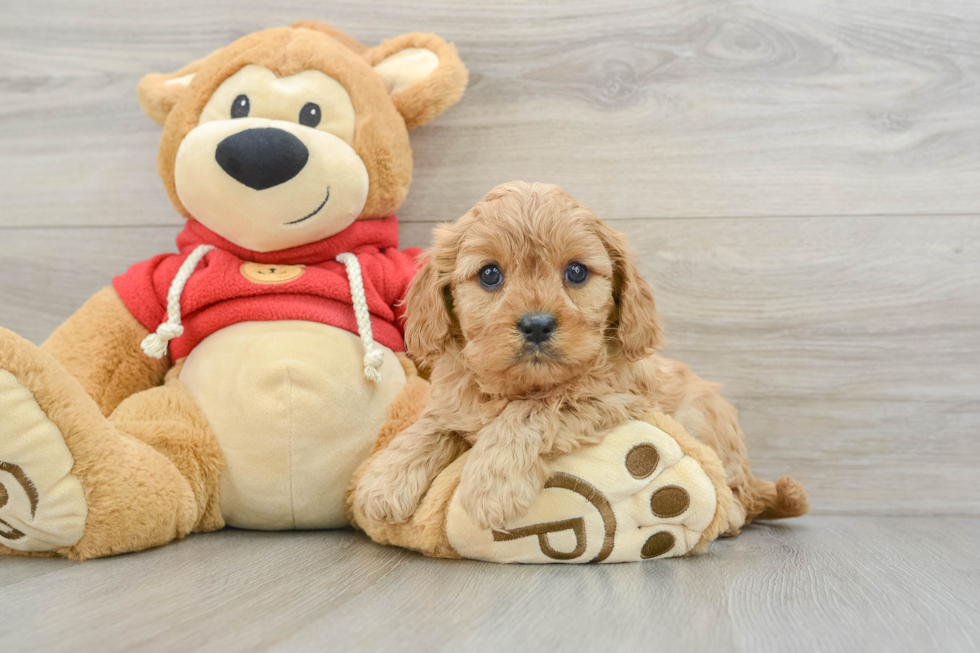 Sweet Cavapoo Baby