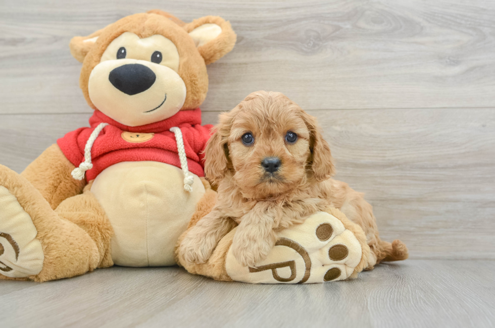 7 week old Cavapoo Puppy For Sale - Florida Fur Babies