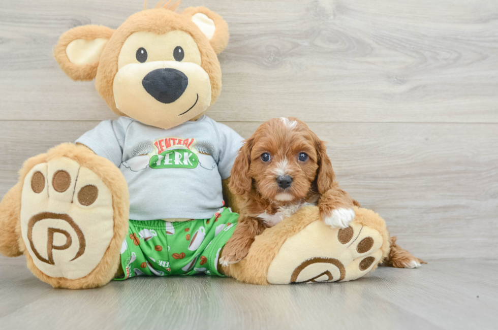 5 week old Cavapoo Puppy For Sale - Florida Fur Babies