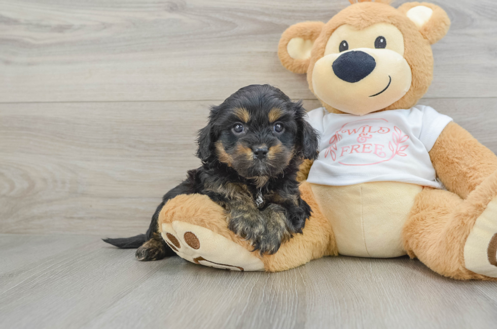 6 week old Cavapoo Puppy For Sale - Florida Fur Babies