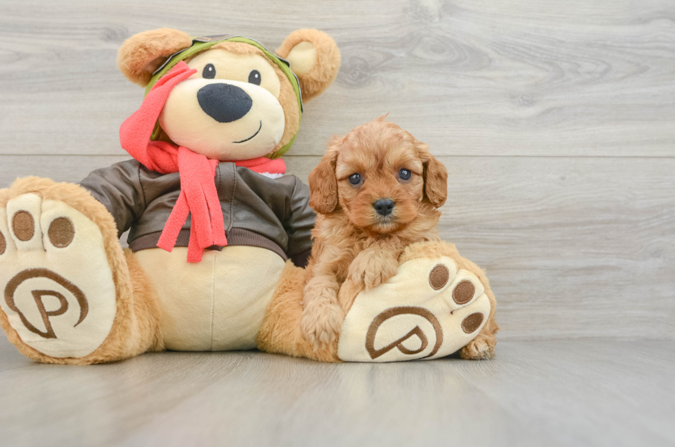 7 week old Cavapoo Puppy For Sale - Florida Fur Babies